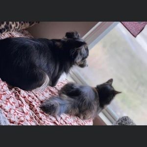 Meet your Posher, Felicity